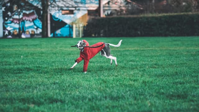 A racing greyhound in its rug at full stretch across the grass