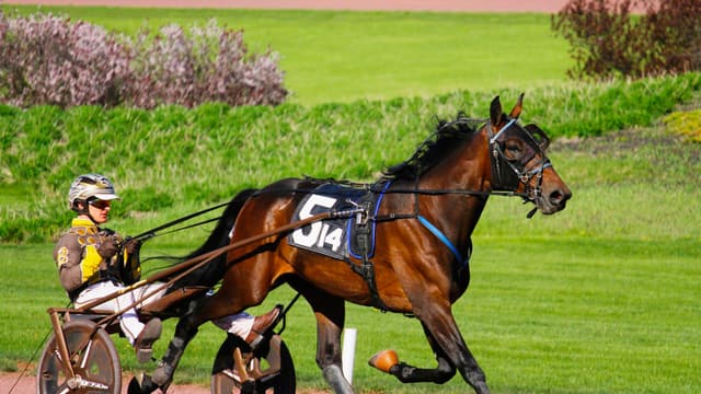 A pacer and driver in a sulky working around the track