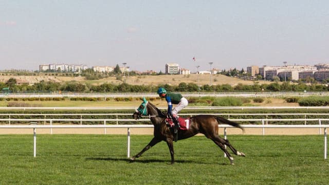 A thoroughbred and jockey galloping down the straight at a turf track