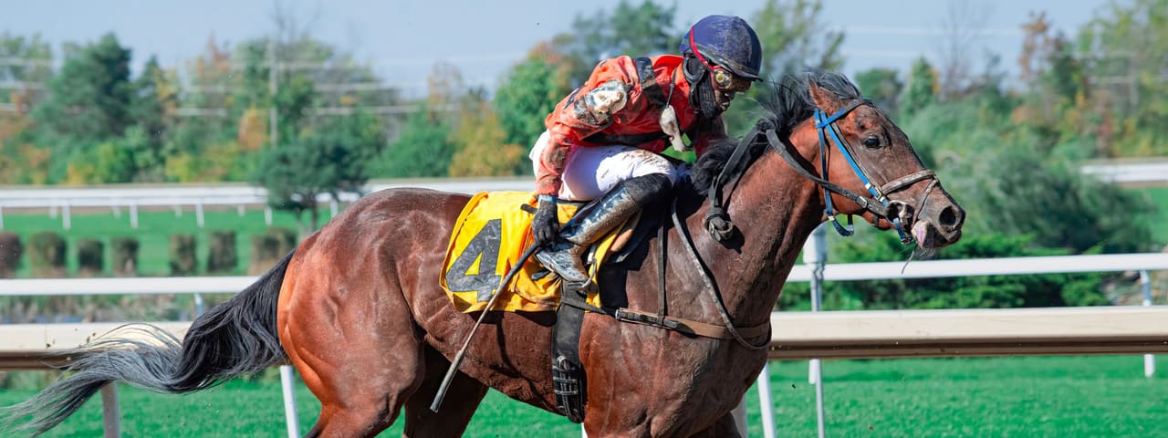 A thoroughbred at full stride on the track, carrying saddlecloth number four