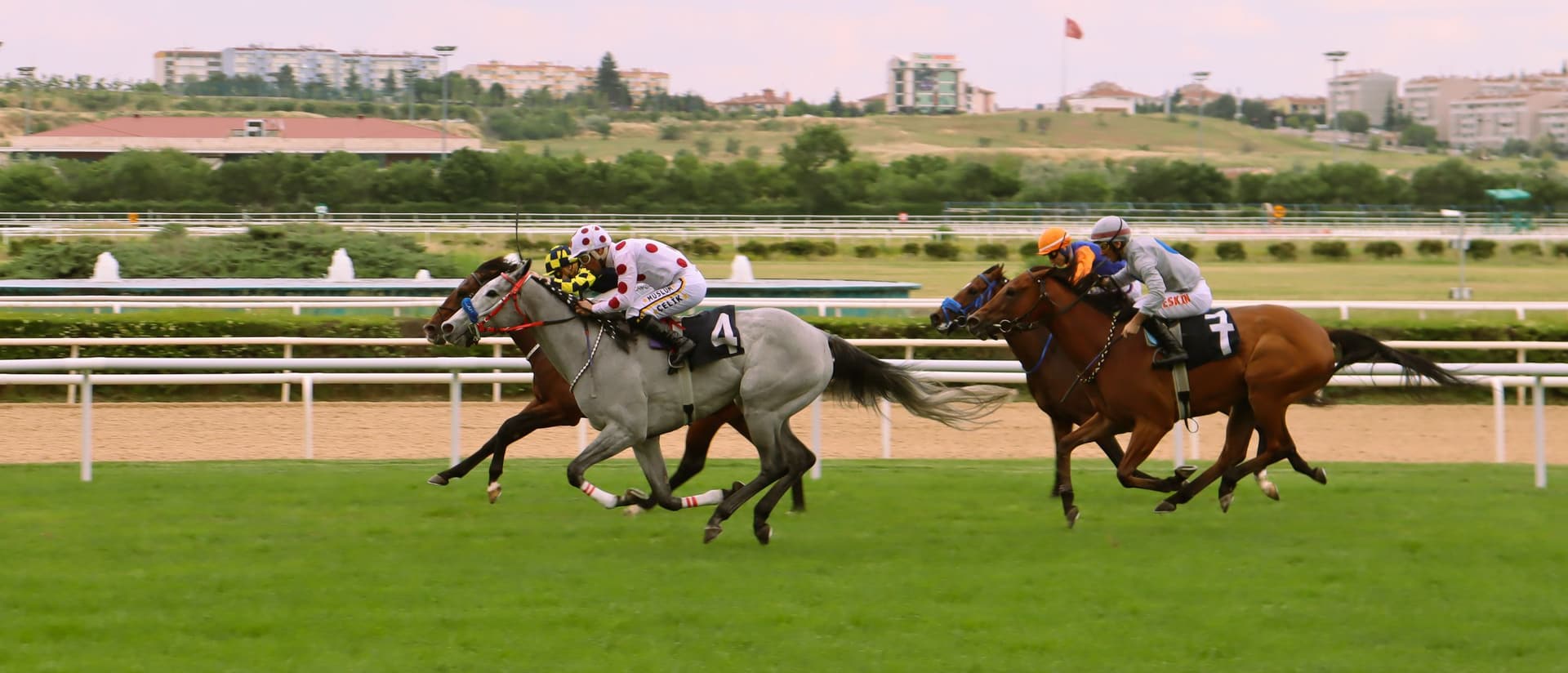 Thoroughbreds in the straight during an afternoon turf race